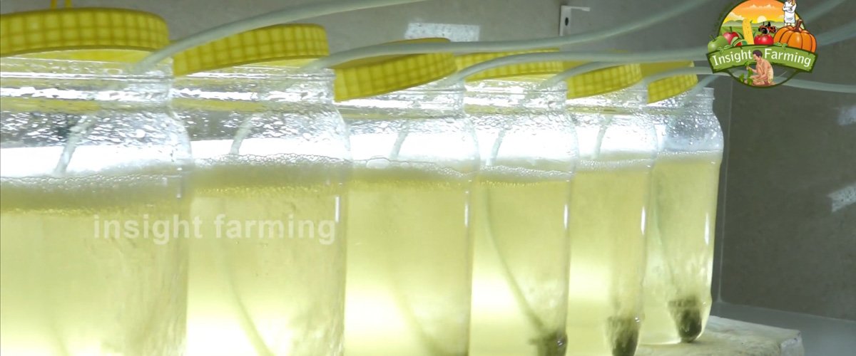 Aquatic Farms Limited