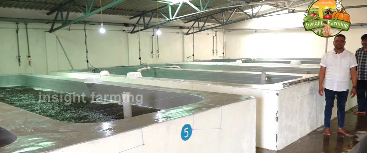 Aquatic Farms Limited