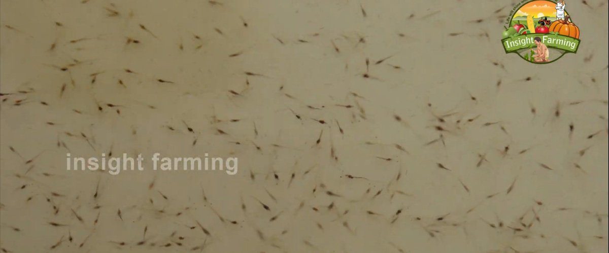 Aquatic Farms Limited