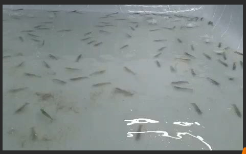 Aquatic Farms Ltd.
