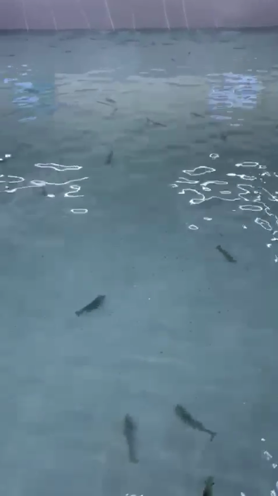 Aquatic Farms Ltd.