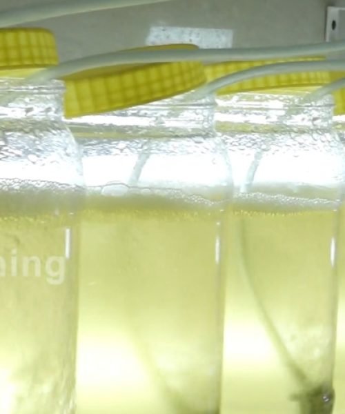 6-Aquatic Farms limited-Banner Image-1200x500